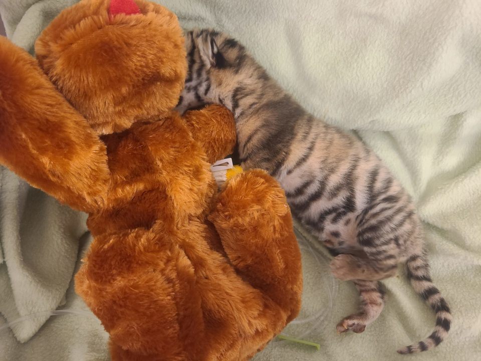 newborn Amur tiger